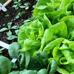 Makkelijke Moestuin Voeding Mix 20 L -Tuinplanten Winkel 8719189169836 3