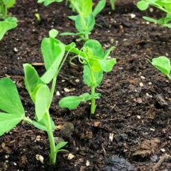 Makkelijke Moestuin Voeding Mix 20 L -Tuinplanten Winkel 8719189169836 5