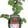 Japanse Wijnbes (Rubus Phoenicolasius) D 19 H 50 Cm 2 Japanse Wijnbes (Rubus Phoenicolasius) D 19 H 50 Cm -Tuinplanten Winkel 8719474810542 1