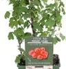 Intratuin Biologische Rode Bes (Ribes Rubrum 'Jonkheer Van Tets') D 19 H 50 Cm -Tuinplanten Winkel 8719474814984