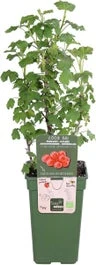 Intratuin Biologische Rode Bes (Ribes Rubrum 'Jonkheer Van Tets') D 19 H 50 Cm 3 Intratuin Biologische Rode Bes (Ribes Rubrum 'Jonkheer Van Tets') D 19 H 50 Cm