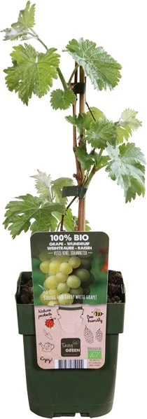 Biologische Witte Druif (Vitis 'Johanniter') D 13 H 45 Cm