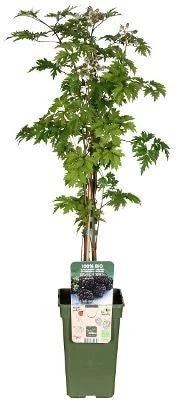 Biologische Doornloze Braam (Rubus Frut. 'Oregon Thornless') D 19 H 70 Cm