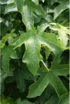 Amberboom (Liquidambar 'Gum Ball') H 240 Cm