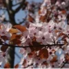 Rode Kerspruim (Prunus Cerasifera 'Nigra') H 160 M -Tuinplanten Winkel 8720196050086 1