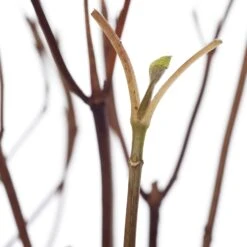 Tuinplanten Winkel -Tuinplanten Winkel 8720196050215 2