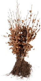 Rode Beukenhaag Met Kale Wortel (Fagus Sylvatica 'Atropunicea') H 40-60 Cm Vanaf 10 Stuks