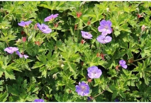 Ooievaarsbek (Geranium 'Rozanne') D 9 H 10 Cm 5 Ooievaarsbek (Geranium 'Rozanne') D 9 H 10 Cm -Tuinplanten Winkel 8720196153169 1 1