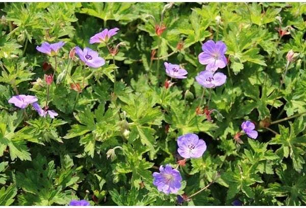 Ooievaarsbek (Geranium 'Rozanne') D 9 H 10 Cm 4 Ooievaarsbek (Geranium 'Rozanne') D 9 H 10 Cm - Afbeelding 2