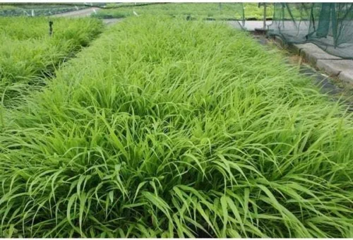Japans Siergras (Hakonechloa Macra) D 9 H 10 Cm -Tuinplanten Winkel 8720196153183 1 1