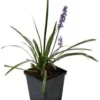 Leliegras (Liriope 'Moneymaker') D 9 H 10 Cm -Tuinplanten Winkel 8720196153596