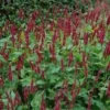 Duizendknoop (Persicaria 'Blackfield') D 9 H 10 Cm -Tuinplanten Winkel 8720196154692 1
