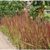 Japans Bloedgras (Imperata Cylindrica 'Red Baron') D 9 H 10 Cm 2 Japans Bloedgras (Imperata Cylindrica 'Red Baron') D 9 H 10 Cm -Tuinplanten Winkel 8720196154739 1