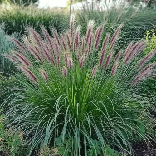 Lampepoetsersgras (Pennisetum 'Red Head') D 17 H 15 Cm