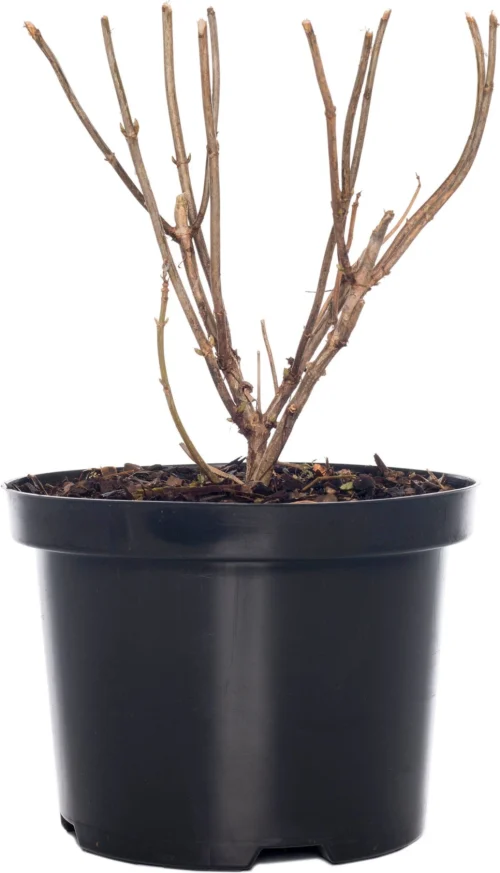 Pluimhortensia (Hydrangea Paniculata 'Vanille Fraise') D 17 H 30 Cm