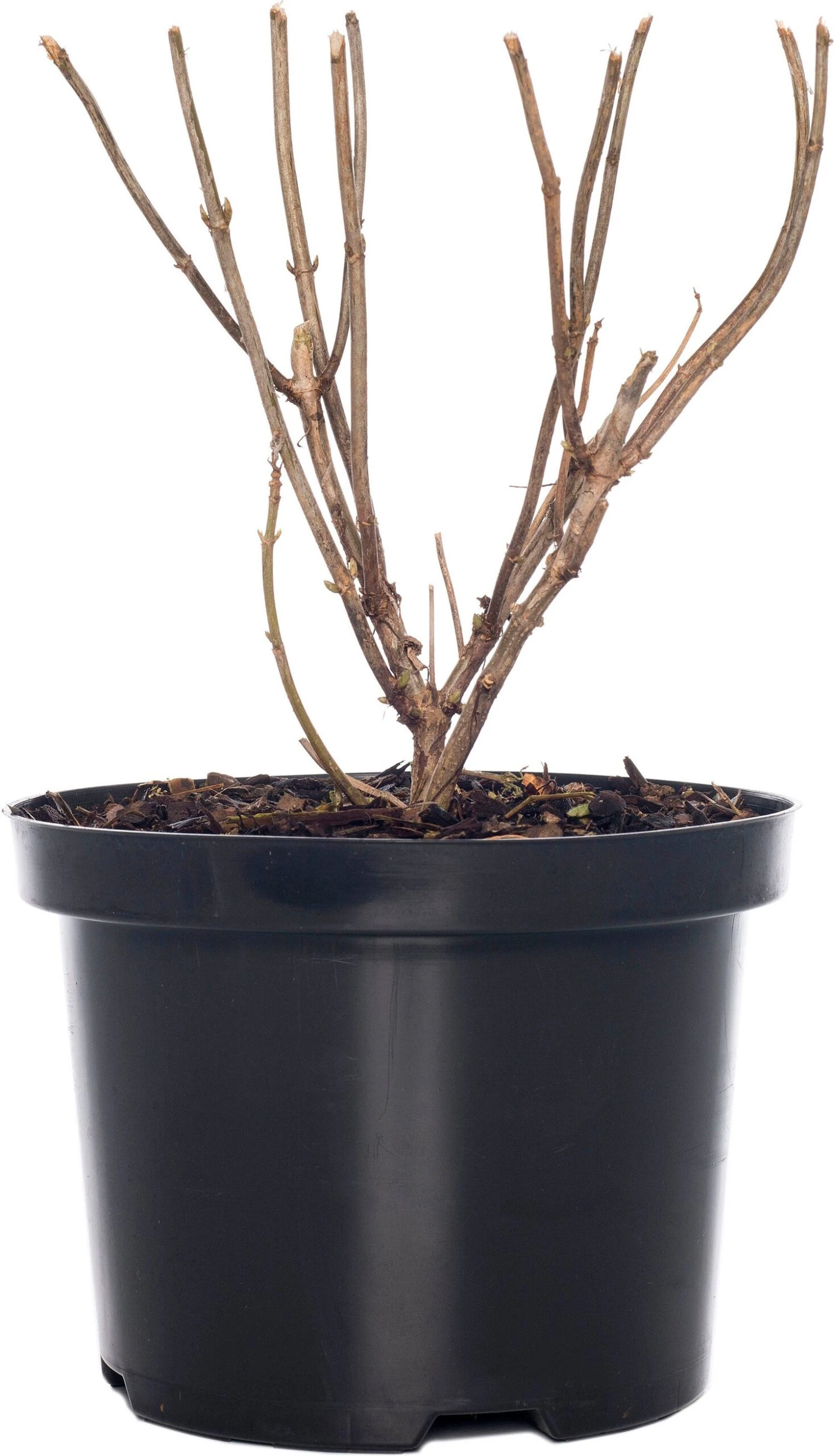 Pluimhortensia (Hydrangea Paniculata 'Vanille Fraise') D 17 H 30 Cm 3 Pluimhortensia (Hydrangea Paniculata 'Vanille Fraise') D 17 H 30 Cm