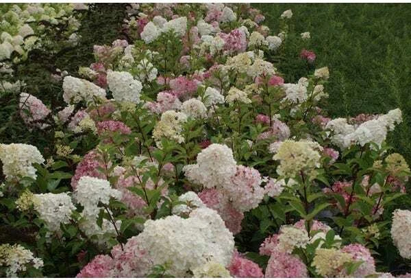 Pluimhortensia (Hydrangea Paniculata 'Vanille Fraise') D 17 H 30 Cm 4 Pluimhortensia (Hydrangea Paniculata 'Vanille Fraise') D 17 H 30 Cm - Afbeelding 2