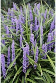 Leliegras (Liriope Muscari 'Moneymaker') D 13 H 10 Cm