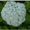 Bolhortensia (Hydrangea Arborescens 'Annabelle') D 17 H 30 Cm -Tuinplanten Winkel 8720196156023 1