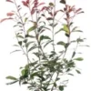 Glansmispel (Photinia X Fraseri 'Red Robin') H 60-80 Cm