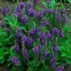 Siersalie (Salvia Nemorosa 'Marcus') D 9 H 10 Cm