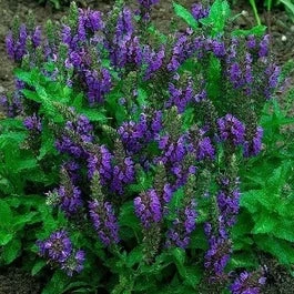 Siersalie (Salvia Nemorosa 'Marcus') D 9 H 10 Cm 3 Siersalie (Salvia Nemorosa 'Marcus') D 9 H 10 Cm