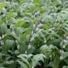 Salomonszegel (Polygonatum Multiflorum) D 9 H 10 Cm -Tuinplanten Winkel 8720196157280 1