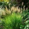 Lampepoetsersgras (Pennisetum Alopecuroides 'Little Bunny') D 17 H 15 Cm -Tuinplanten Winkel 8720196157341 0