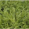 Goudbandgras (Hakonechloa Macra 'Aureola') D 9 H 10 Cm 1 Goudbandgras (Hakonechloa Macra 'Aureola') D 9 H 10 Cm -Tuinplanten Winkel 8720196157747 1