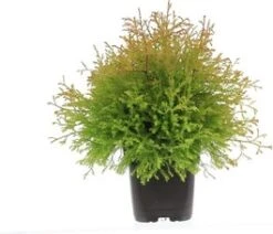 Levensboom (Thuja Occidentalis 'Fire Chief') D 17 H 25 Cm