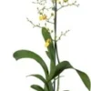 Tijgerorchidee (Oncidium 'Munsterland Stern') D 12 H 55 Cm 2 Tijgerorchidee (Oncidium 'Munsterland Stern') D 12 H 55 Cm -Tuinplanten Winkel 8720196220137