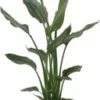 Paradijsvogelbloem (Strelitzia Reginae) D 19 H 85 Cm 2 Paradijsvogelbloem (Strelitzia Reginae) D 19 H 85 Cm -Tuinplanten Winkel 8720196220922