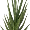 Vrouwentong (Sansevieria 'Torch') D 12 H 40 Cm 1 Vrouwentong (Sansevieria 'Torch') D 12 H 40 Cm -Tuinplanten Winkel 8720196221219 1 scaled