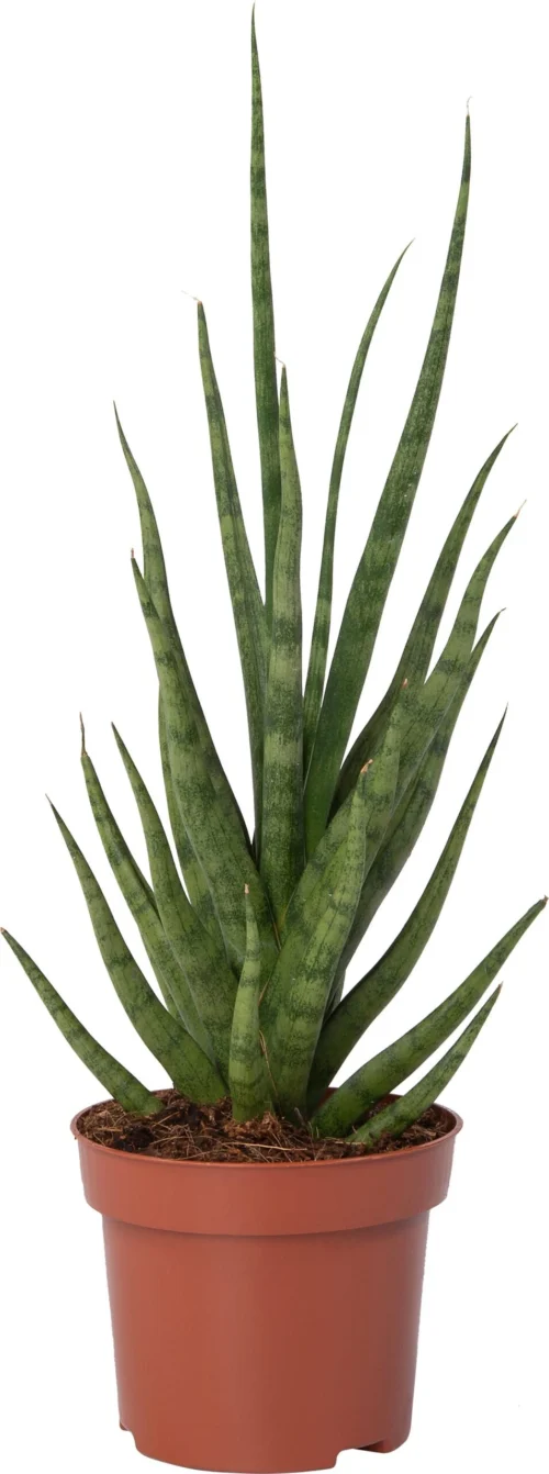 Vrouwentong (Sansevieria 'Torch') D 12 H 40 Cm