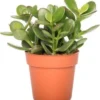 Crassula (Crassula 'Minova Magic') D 12 H 20 Cm 2 Crassula (Crassula 'Minova Magic') D 12 H 20 Cm -Tuinplanten Winkel 8720196221288