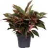 Aglaonema (Aglaonema 'Jungle Red') D 19 H 45 Cm -Tuinplanten Winkel 8720196221448 1