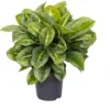 Aglaonema (Aglaonema 'Lemon Mint') D 19 H 45 Cm 1 Aglaonema (Aglaonema 'Lemon Mint') D 19 H 45 Cm -Tuinplanten Winkel 8720196221455 1