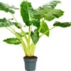 Olifantsoor (Alocasia Lutea) D 24 H 110 Cm -Tuinplanten Winkel 8720196221615 1