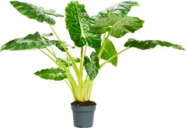 Olifantsoor (Alocasia Lutea) D 24 H 110 Cm 3 Olifantsoor (Alocasia Lutea) D 24 H 110 Cm