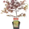 Japanse Esdoorn (Acer Palmatum 'Bloodgood') H 100-125 Cm -Tuinplanten Winkel 8720196468461