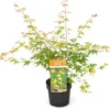Japanse Esdoorn (Acer Palmatum 'Katsura') H 100-125 Cm 2 Japanse Esdoorn (Acer Palmatum 'Katsura') H 100-125 Cm -Tuinplanten Winkel 8720196468485