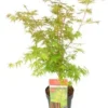Japanse Esdoorn (Acer Palmatum 'Sangokaku') H 100-125 Cm -Tuinplanten Winkel 8720196468492