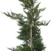 Conifeer (Cupressocyparis Leylandii) H 150-175 Cm -Tuinplanten Winkel 8720196468577