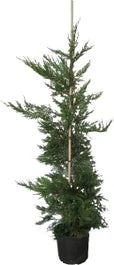 Conifeer (Cupressocyparis Leylandii) H 250-300 Cm 3 Conifeer (Cupressocyparis Leylandii) H 250-300 Cm