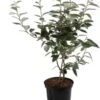 Olijfwilg (Elaeagnus Ebbingei) H 150-175 Cm -Tuinplanten Winkel 8720196468652