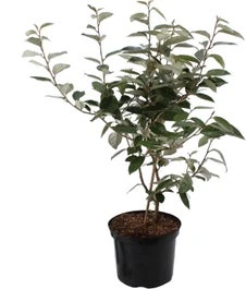 Olijfwilg (Elaeagnus Ebbingei) H 150-175 Cm