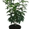Portugese Laurier (Prunus Lusitanica 'Angustifolia') H 100-125 Cm -Tuinplanten Winkel 8720196468850