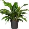 Flamingoplant (Anthurium Ellipticum 'Jungle Bush') D 24 H 50 Cm -Tuinplanten Winkel 8720196502301 1