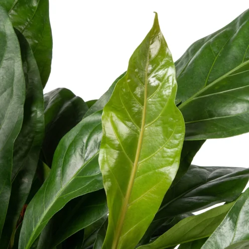 Flamingoplant (Anthurium Ellipticum 'Jungle Bush') D 24 H 50 Cm 5 Flamingoplant (Anthurium Ellipticum 'Jungle Bush') D 24 H 50 Cm -Tuinplanten Winkel 8720196502301 2