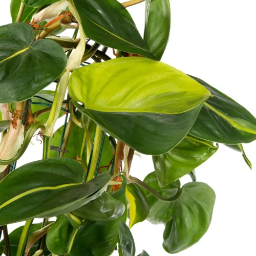 Philodendron (Philodendron Scandens 'Brasil') D 27 H 150 Cm -Tuinplanten Winkel 8720196505784 2